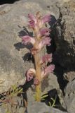 Orobanche pubescens. Цветущее растение. Южный Берег Крыма, окр. пгт Симеиз, гора Кошка. 28.04.2016.