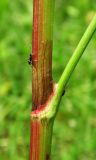 Rumex crispus