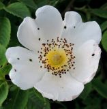 Rosa canina