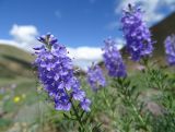 Veronica pinnata подвид nana