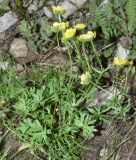 Ranunculus rubrocalyx