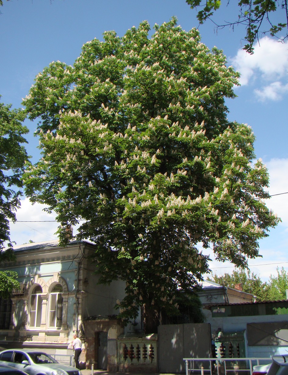 Изображение особи Aesculus hippocastanum.