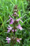 Stachys palustris