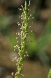 Plantago asiatica