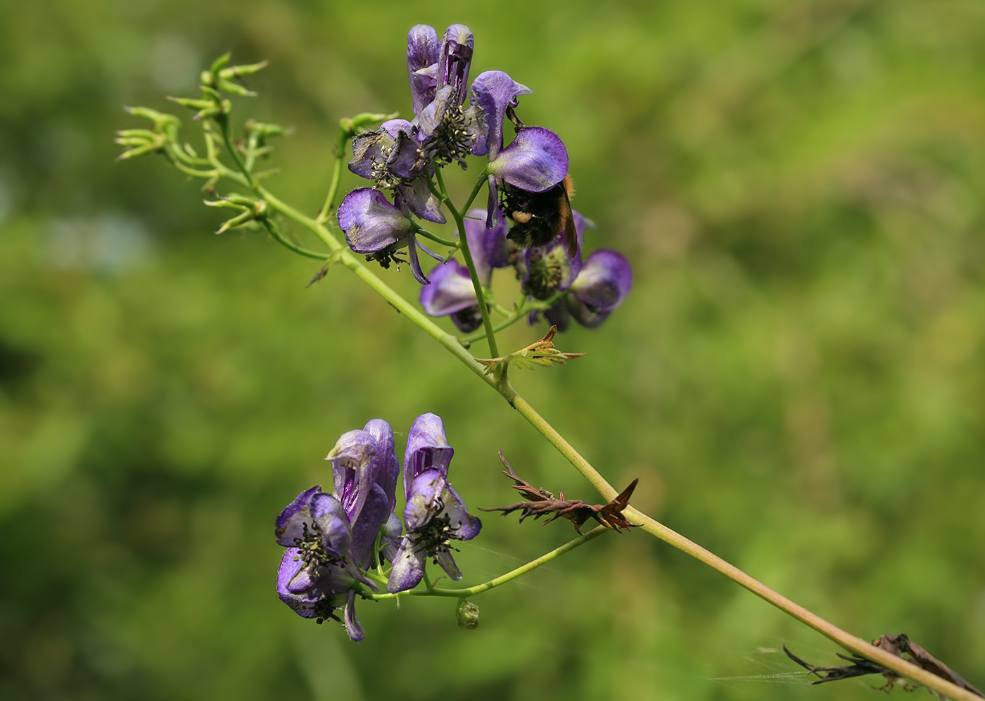 Изображение особи Aconitum neosachalinense.