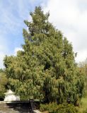 Cupressus cashmeriana. Вечнозелёное дерево. Краснодарский край, г. Сочи, Дендрарий. 22.03.2017.