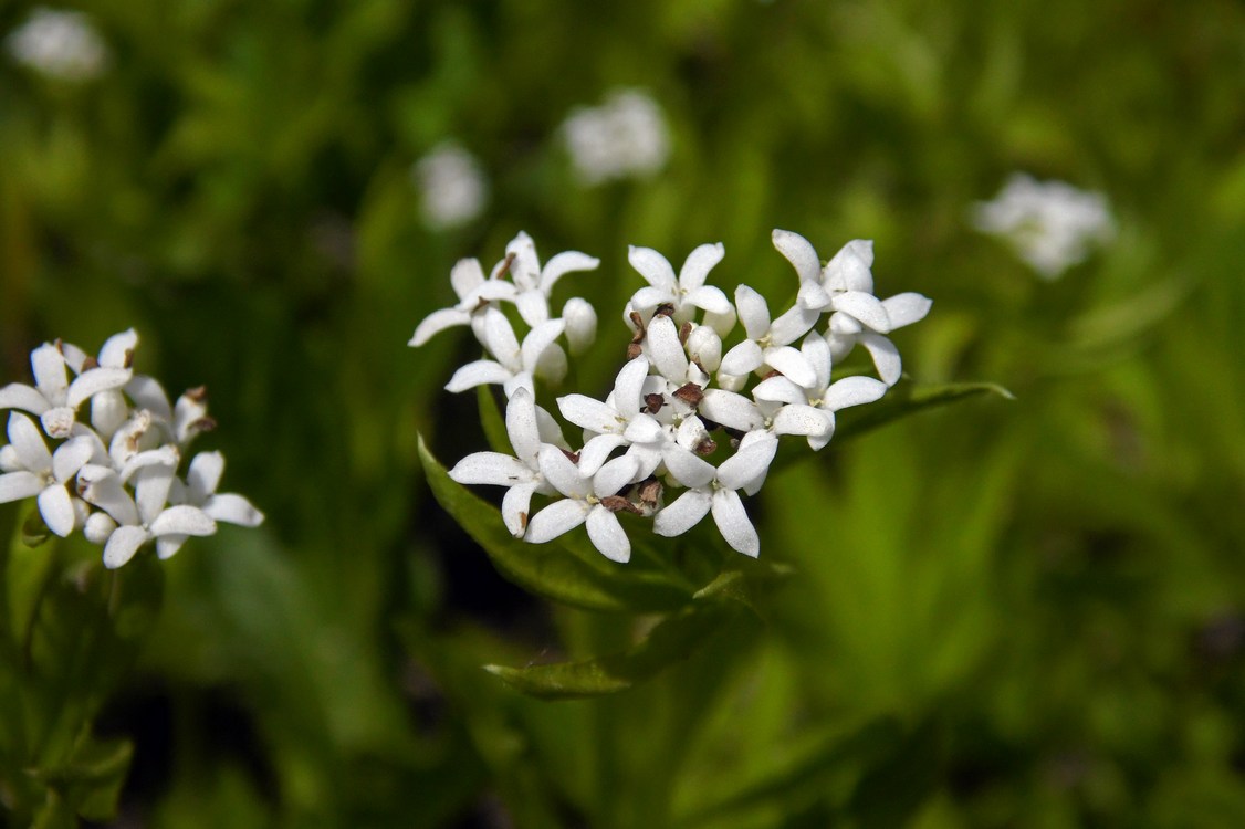 Изображение особи Galium odoratum.