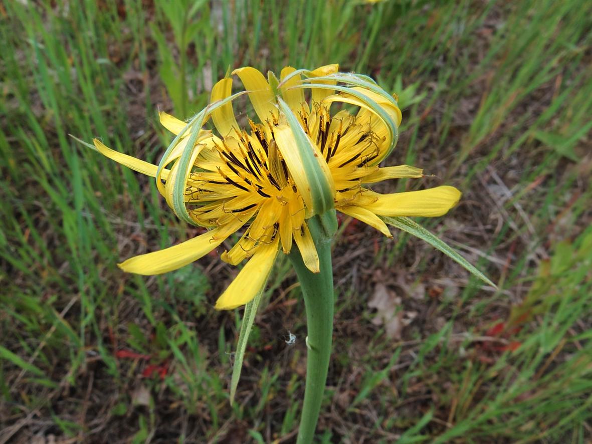 Изображение особи Tragopogon dubius ssp. major.