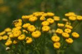 Tanacetum vulgare. Соцветие. Ростовская обл., Волгодонской р-н, окр. Панского леса, степь. 23.06.2017.