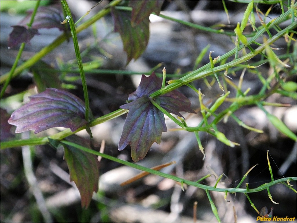 Изображение особи Barbarea vulgaris.