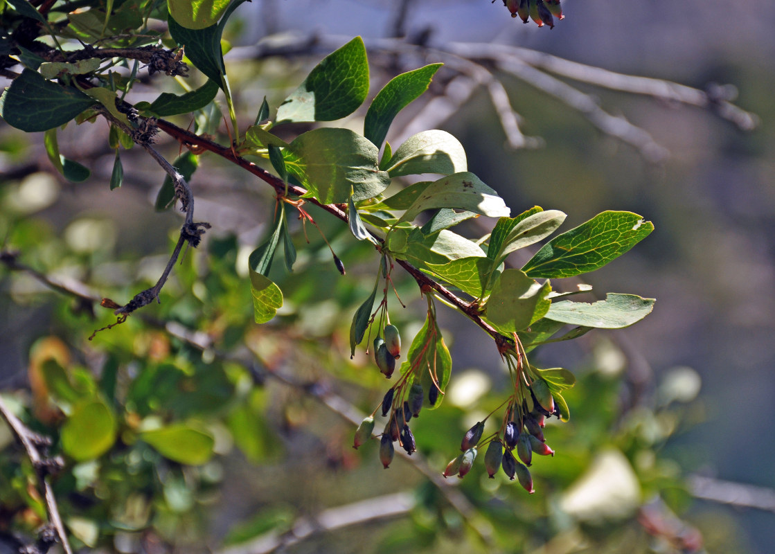 Изображение особи Berberis integerrima.