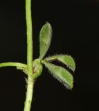 Trifolium eriosphaerum