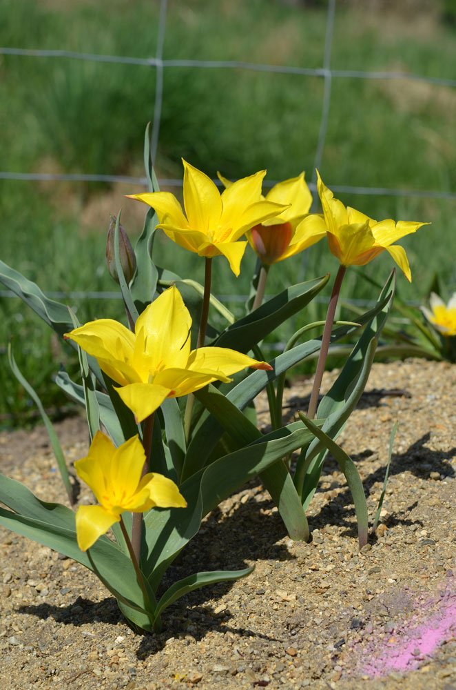 Изображение особи Tulipa ferganica.