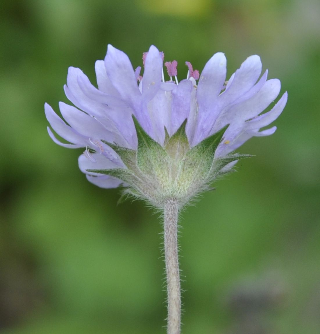 Изображение особи Knautia integrifolia.