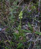 Pseudorchis albida. Цветущее растение. Мурманская обл., п-ов Рыбачий, кустарничковая тундра. 28.06.2018.