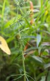 Galium × pomeranicum. Средняя часть цветущего растения. Ленинградская обл., Гатчинский р-н, окр. пос. Пудость, разнотравный луг на месте заброшенного травертинового карьера. 25.08.2018.