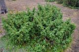 Juniperus sibirica. Взрослое растение. Мурманская обл., Хибины, долина р. Кунийок, хвойный лес. 07.08.2018.