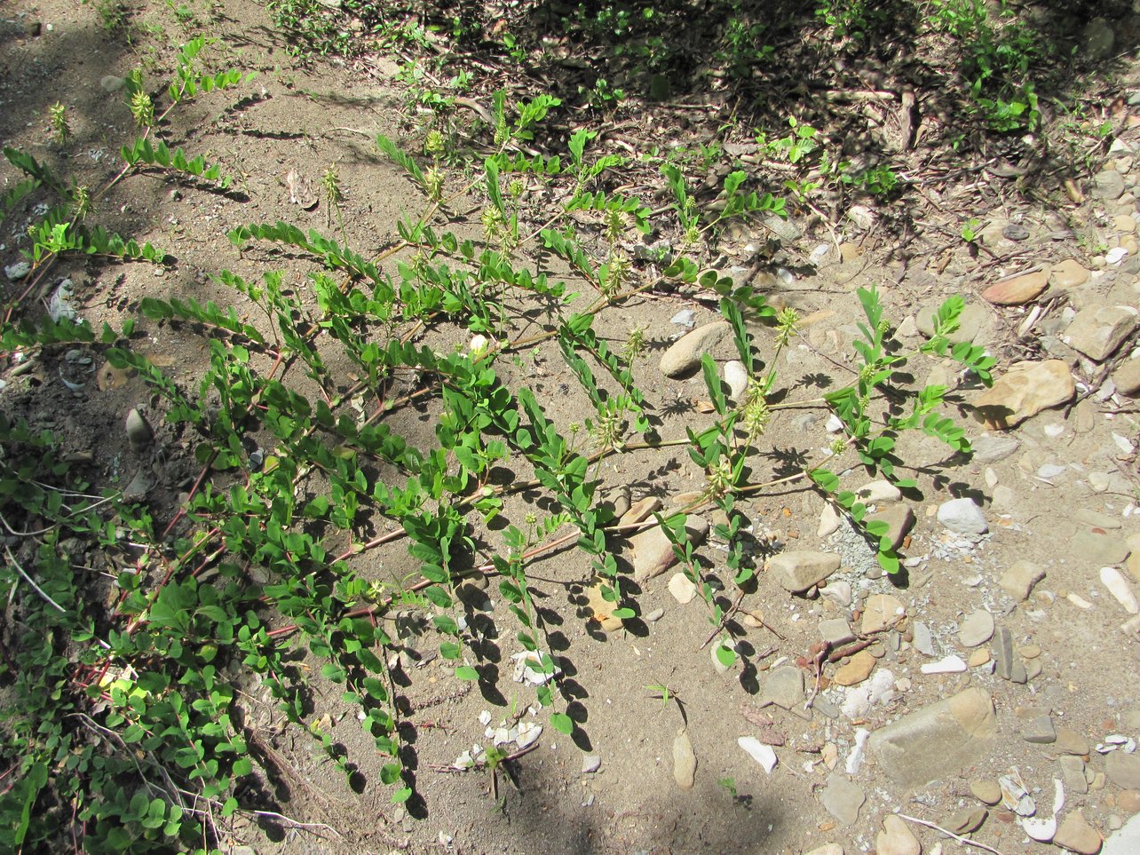 Изображение особи Astragalus glycyphyllos.