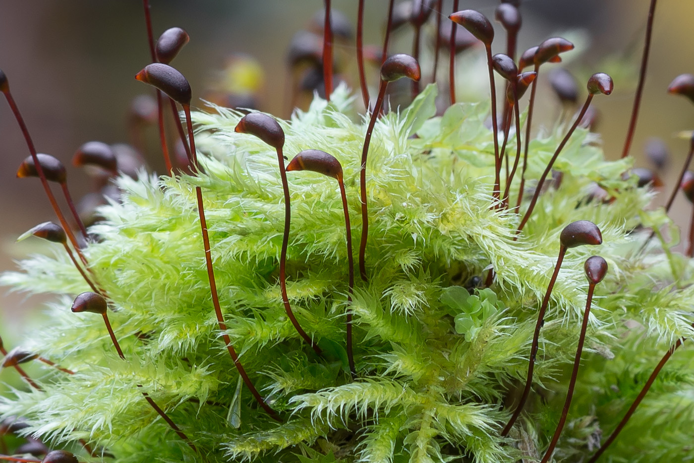 Изображение особи Brachythecium salebrosum.