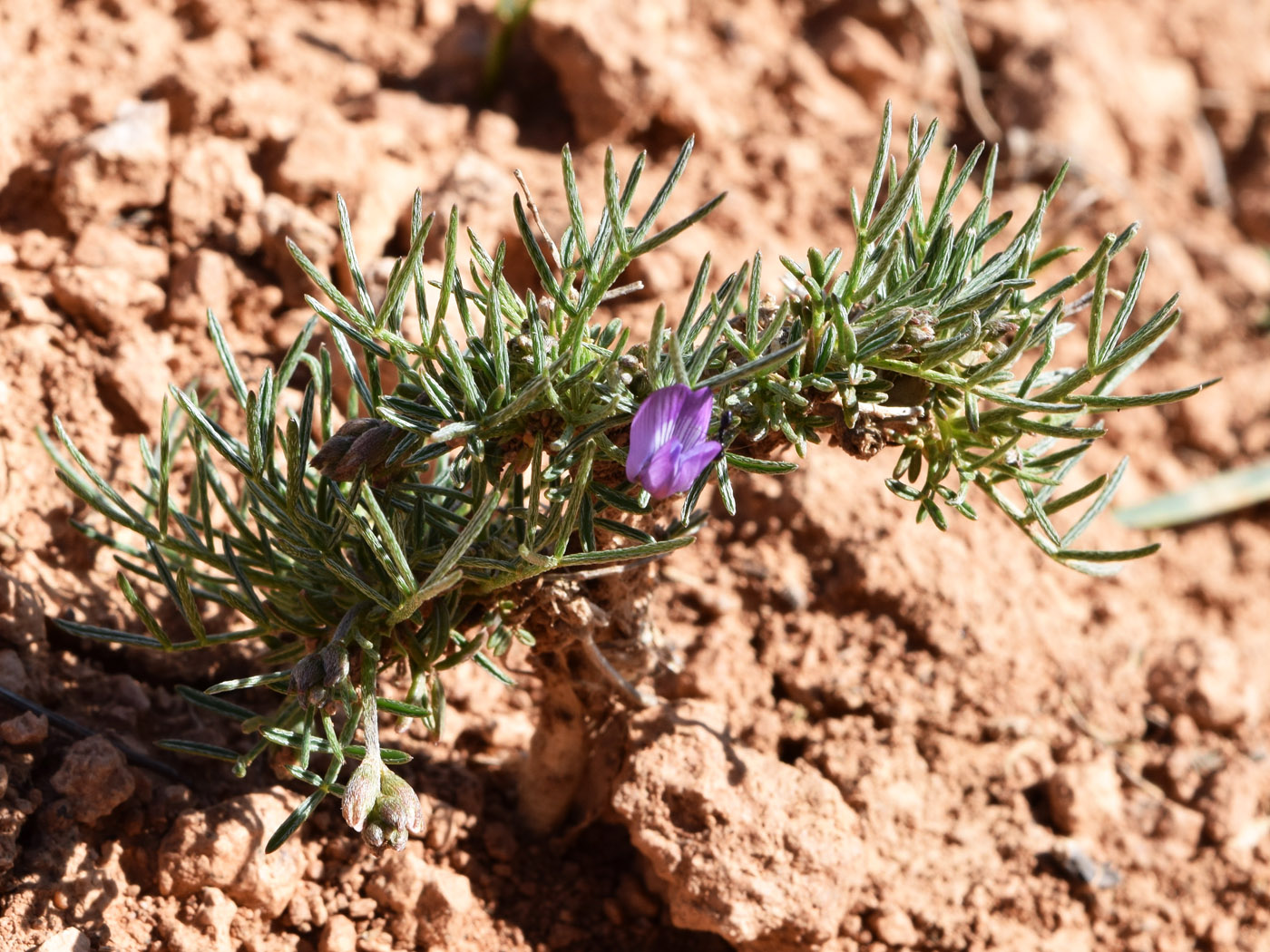 Изображение особи Astragalus nematodes.