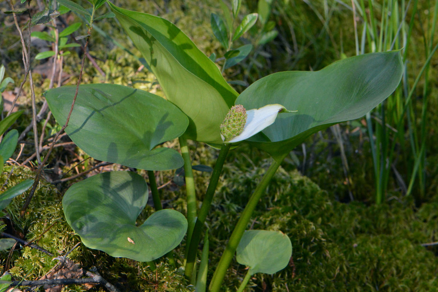 Изображение особи Calla palustris.