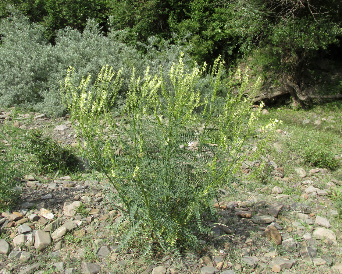 Изображение особи Astragalus galegiformis.