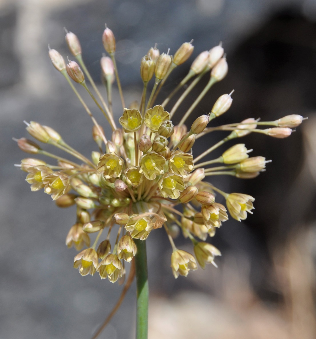 Image of Allium dentiferum specimen.