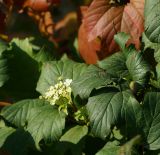 Viburnum opulus