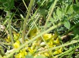 Astragalus schanginianus