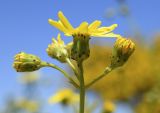 Senecio inaequidens. Соцветия. Испания, автономное сообщество Каталония, провинция Жирона, комарка Альт Эмпорда, муниципалитет Эль-Порт-де-ла-Сельва, по дороге от н.п. Vilajuïga до монастыря Sant Pere de Rodes, опушка гариги. 01.06.2019.