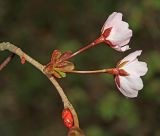 Cerasus sachalinensis. Часть веточки с соцветием. Приморский край, окр. г. Владивосток, в широколиственном лесу. 08.05.2020.