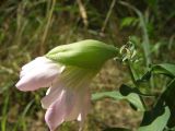 Saponaria officinalis f. pleniflora