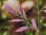 Festuca sphagnicola