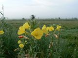 Oenothera villosa