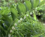 Polygonatum multiflorum