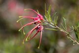 Grevillea johnsonii