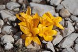 Crocus angustifolius. Цветущие растения. Крым, Ай-Петринская яйла, на россыпи известнякового щебня. 09.04.2022.