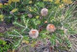 Banksia marginata. Плодоносящее растение. Австралия, штат Тасмания, национальный парк \"Mount Bruny\". 04.01.2011.