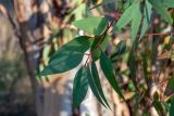 Eucalyptus camaldulensis