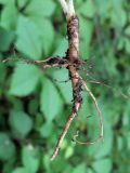 Torilis japonica. Корень выкопанного растения. Ульяновск, Заволжский р-н, дубовый лес. 21.07.2022.