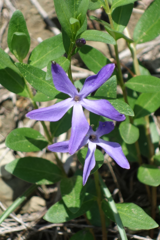 Изображение особи Vinca herbacea.