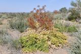 Ferula iliensis