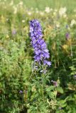 Delphinium bracteosum