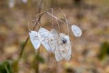 Lunaria rediviva. Соплодие. Москва, Главный ботанический сад РАН, лиственный лес. 31.10.2023.