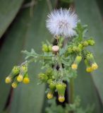 Senecio vulgaris. Соцветия-корзинки и соплодие. Абхазия, Гагрский р-н, с. Лдзаа, пустырь. 11.04.2024.