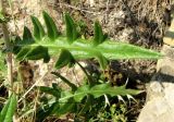 Cirsium laniflorum