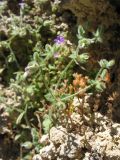 Campanula erinus. Верхушка цветущего растения. Греция, остров Родос, Родосская крепость, на каменной стене. 8 мая 2011 г.