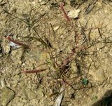 Astragalus campylorhynchus