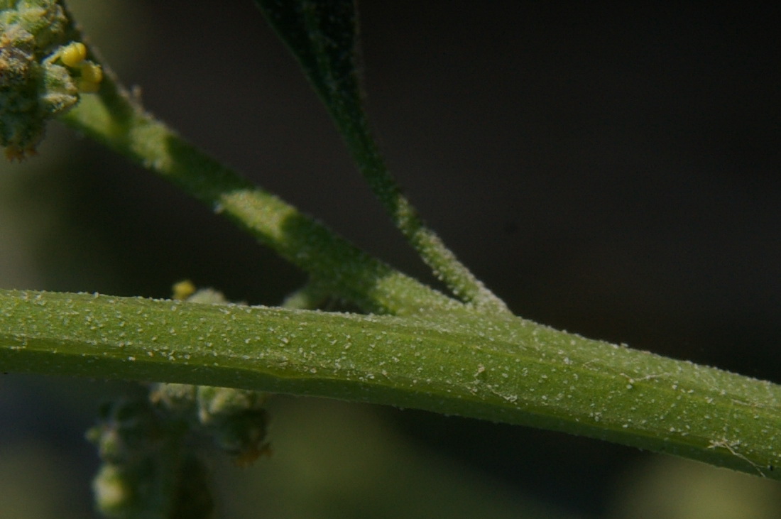 Изображение особи Chenopodium opulifolium.