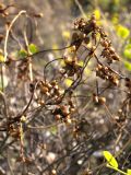 Cuscuta monogyna